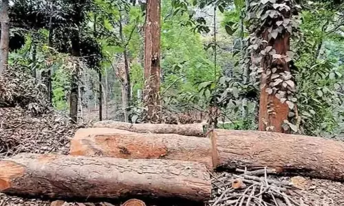 Sudhagiri tree felling Case
