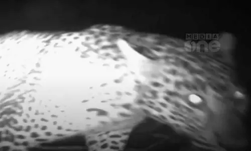 The forest department has confirmed that tigers are spreading terror in the residential areas of Idukki