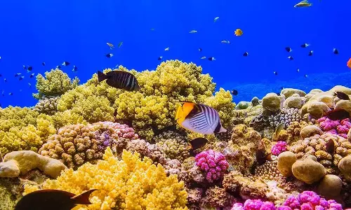 NEOM Launches Largest Coral Restoration Initiative In Saudi Arabia NEOM Launches Largest Coral Restoration Initiative In Saudi Arabia
