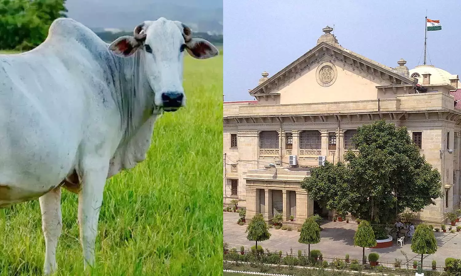Allahabad High Court grants bail to man accused of unnatural sex with cow
