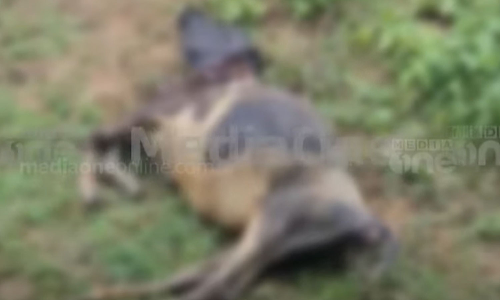 Tiger again in Wayanad; Two calves were killed in Pulpalli