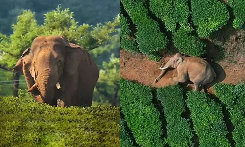 arikomban chinnakanal