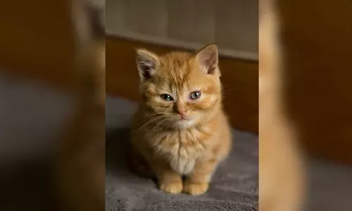 വീടിന് തീയിട്ട് വളർത്തുപൂച്ച