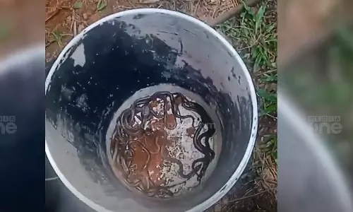 13 baby cobras caught in Mundakkayam,kottayam,snake,latest malayalam news