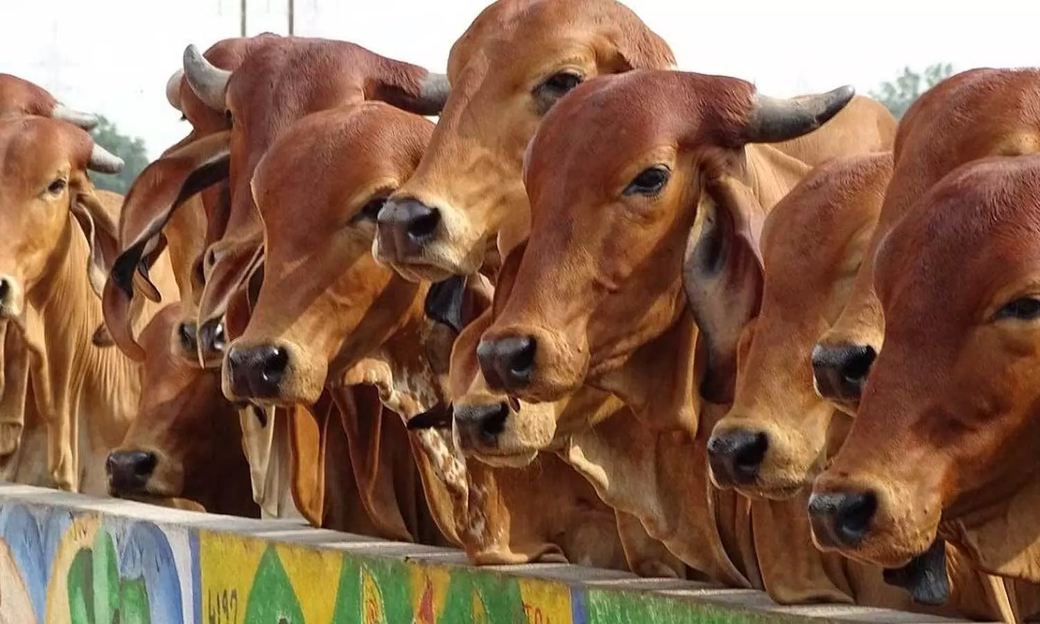 Animal Husbandry Minister J Chinchu Rani told MediaOne that 300 cows died across the state during the summer, heat wave in Kerala Animal Husbandry Minister J Chinchu Rani told MediaOne that 300 cows died across the state during the summer, heat wave in Kerala
