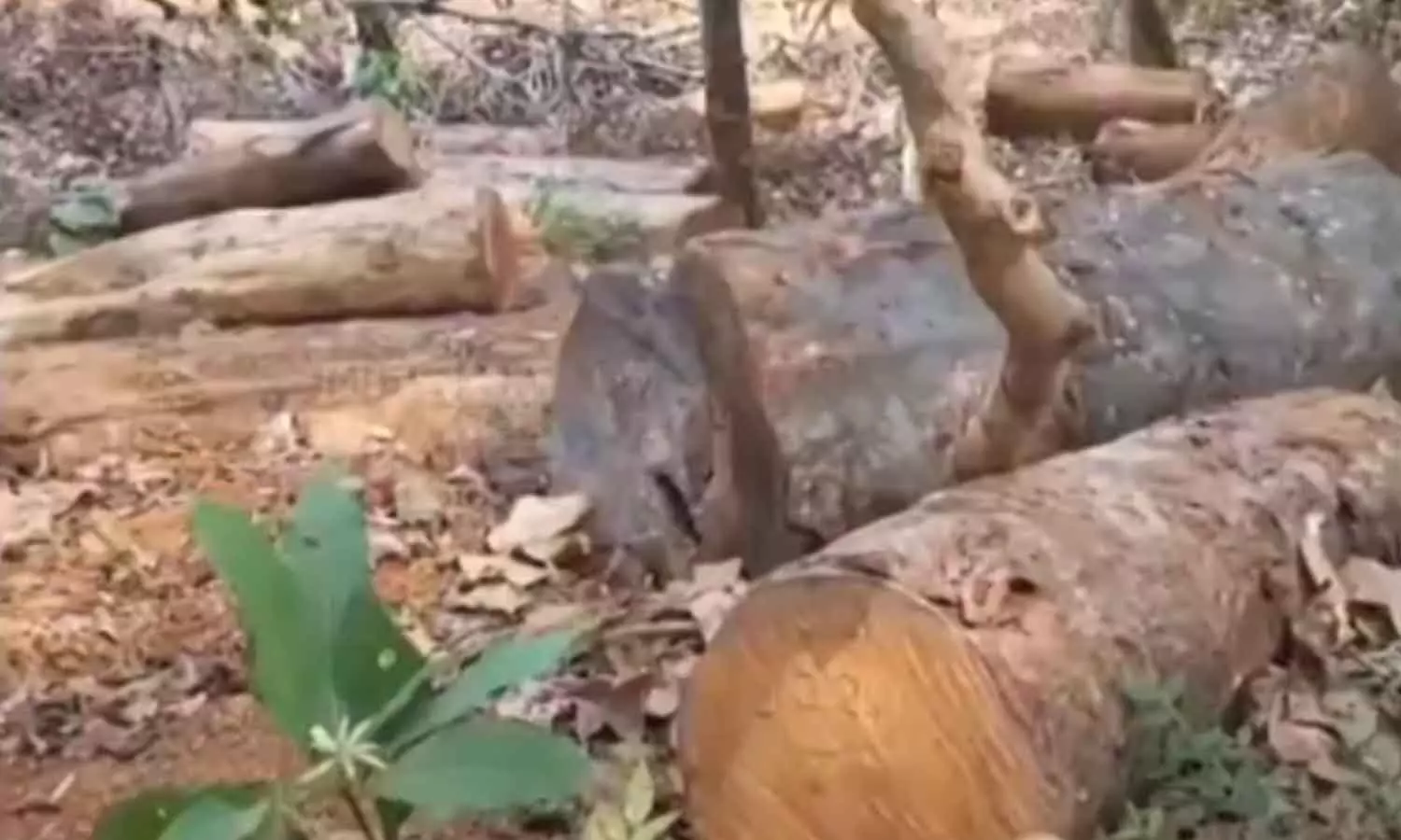 Sudhagiri woodcutting case Sudhagiri woodcutting case