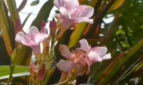 cow and calf died after eating Oleander