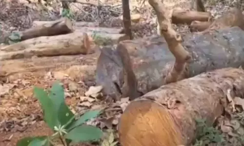 Sudhagiri woodcutting case