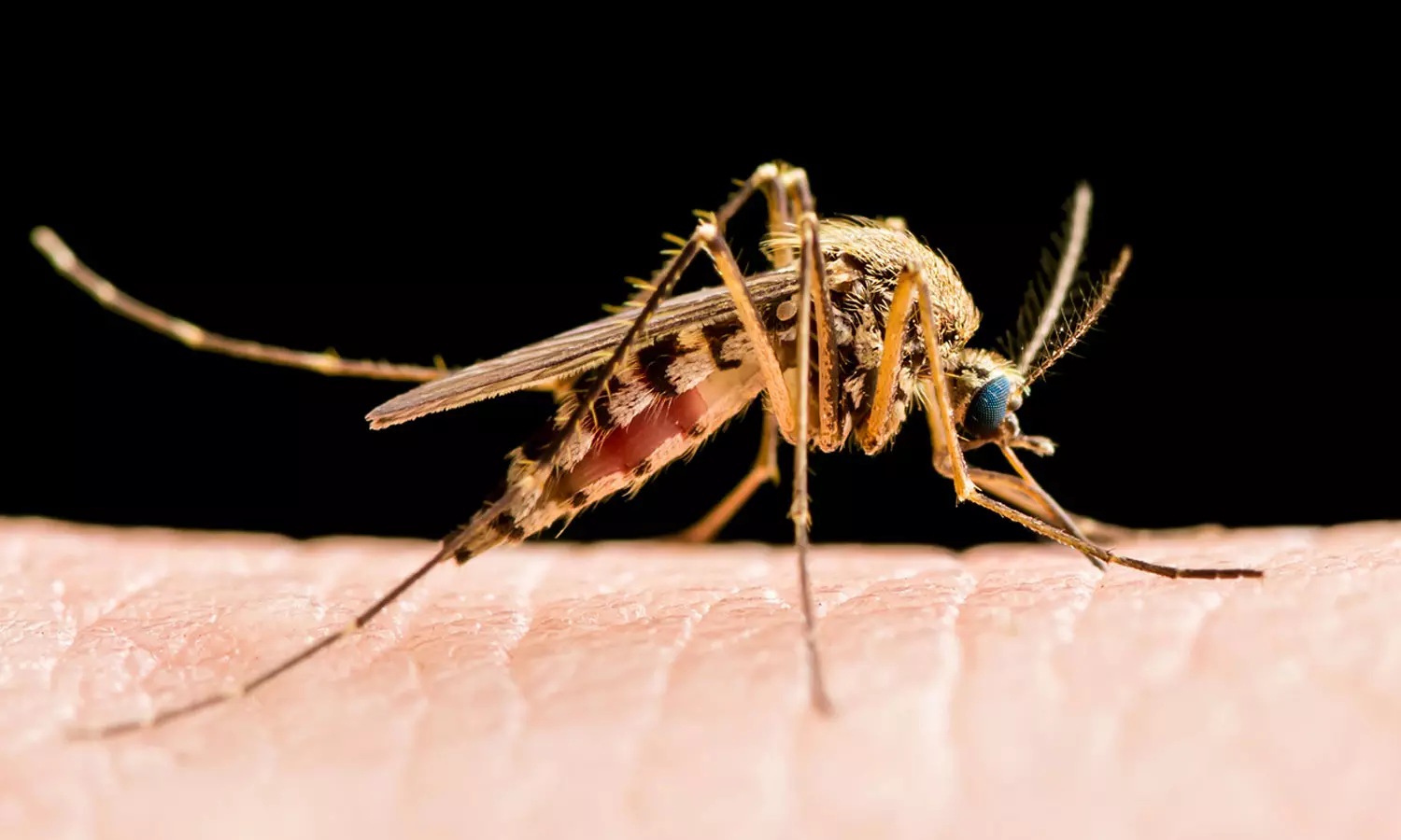 infectious disease; Four died due to fever yesterday: 99 people died of dengue fever,latest newsപകർച്ചവ്യാധി; പനി ബാധിച്ച് ഇന്നലെ നാല് മരണം: 99 പേർക്ക് ഡങ്കിപ്പനി infectious disease; Four died due to fever yesterday: 99 people died of dengue fever,latest newsപകർച്ചവ്യാധി; പനി ബാധിച്ച് ഇന്നലെ നാല് മരണം: 99 പേർക്ക് ഡങ്കിപ്പനി