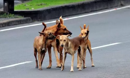 Streetman attack in Thiruvananthapuram; 30 people were bitten, latest news malayalam തിരുവനന്തപുരത്ത് തെരുവുനായ ആക്രമണം; 30 പേർക്ക് കടിയേറ്റു