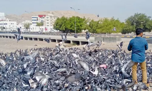 പൊതു സ്ഥലങ്ങളിൽ പക്ഷികൾക്ക് ഭക്ഷണം നൽകുന്നത് വിലക്കി മസ്‌കത്ത് മുൻസിപാലിറ്റി