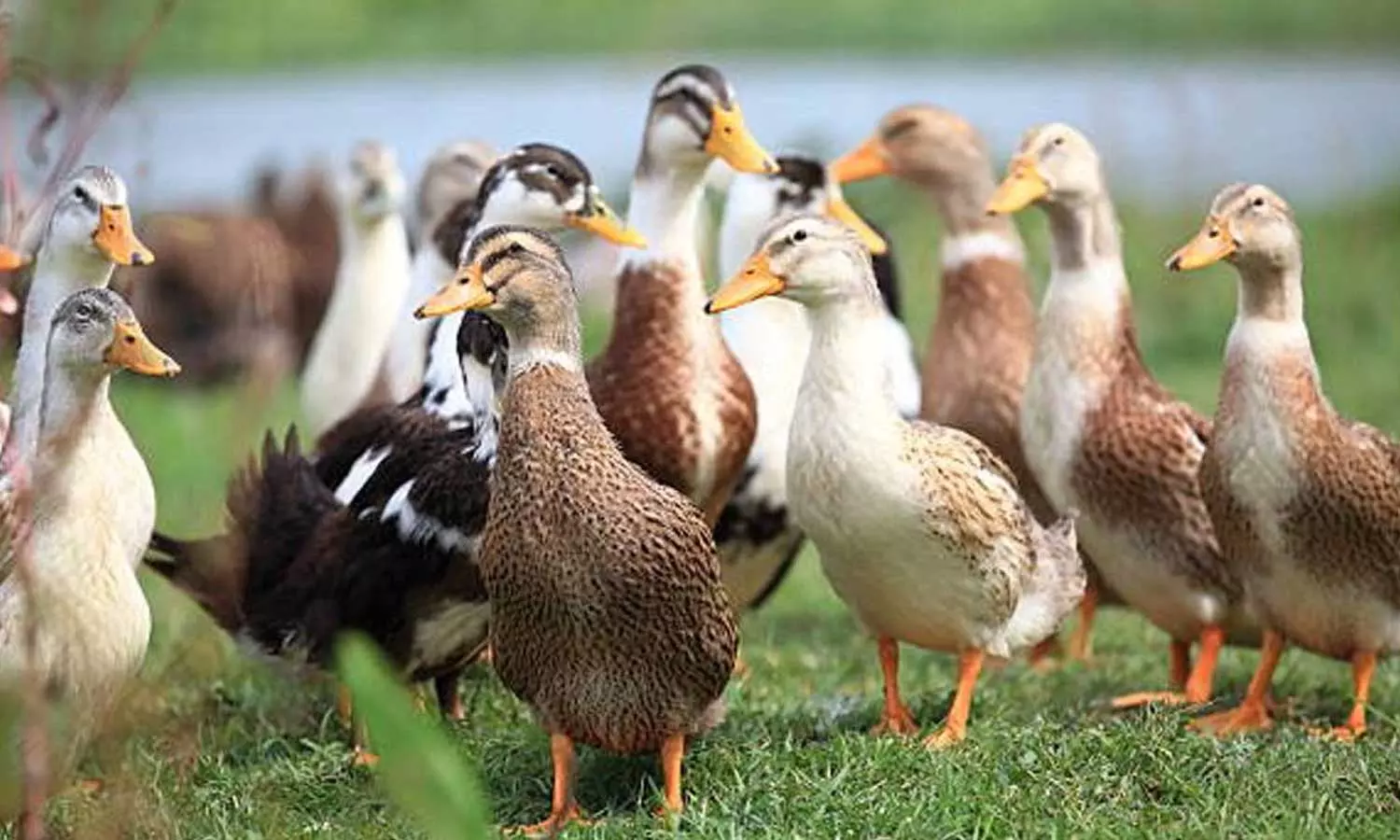 Bird flu again in the state,latest news Bird flu again in the state,latest news