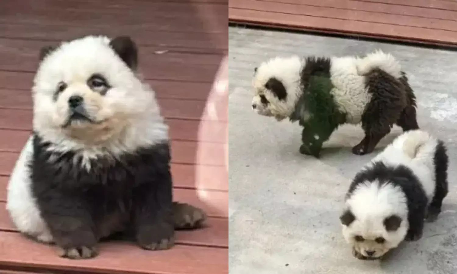 Chinese zoo dyes dogs to pass them off as panda bears Chinese zoo dyes dogs to pass them off as panda bears