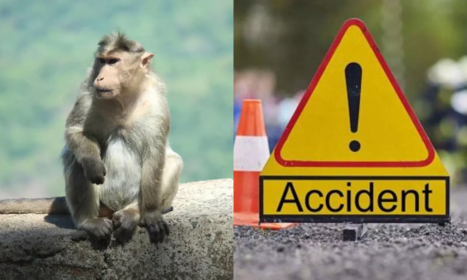 3 Bank Employees Die In UP Car Crash Caused By Monkey On Road