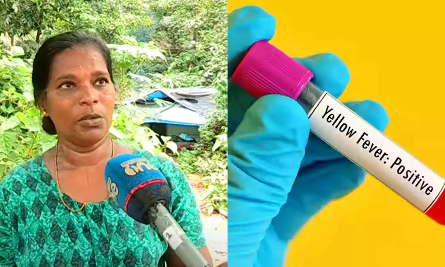 yellow fever vengur ernakulam