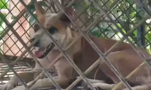 dog attack moovattupuzha