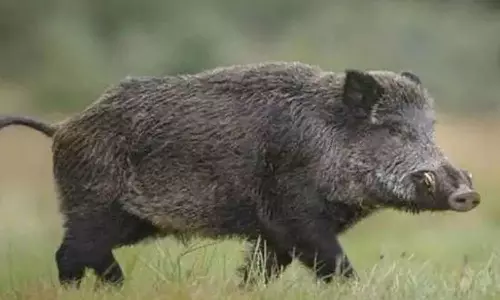Wild boar attack in Nilambur