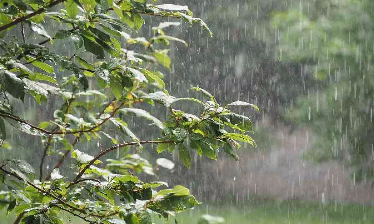 Monsoon from Sunday Heavy rain is likely in nine districts of the state today