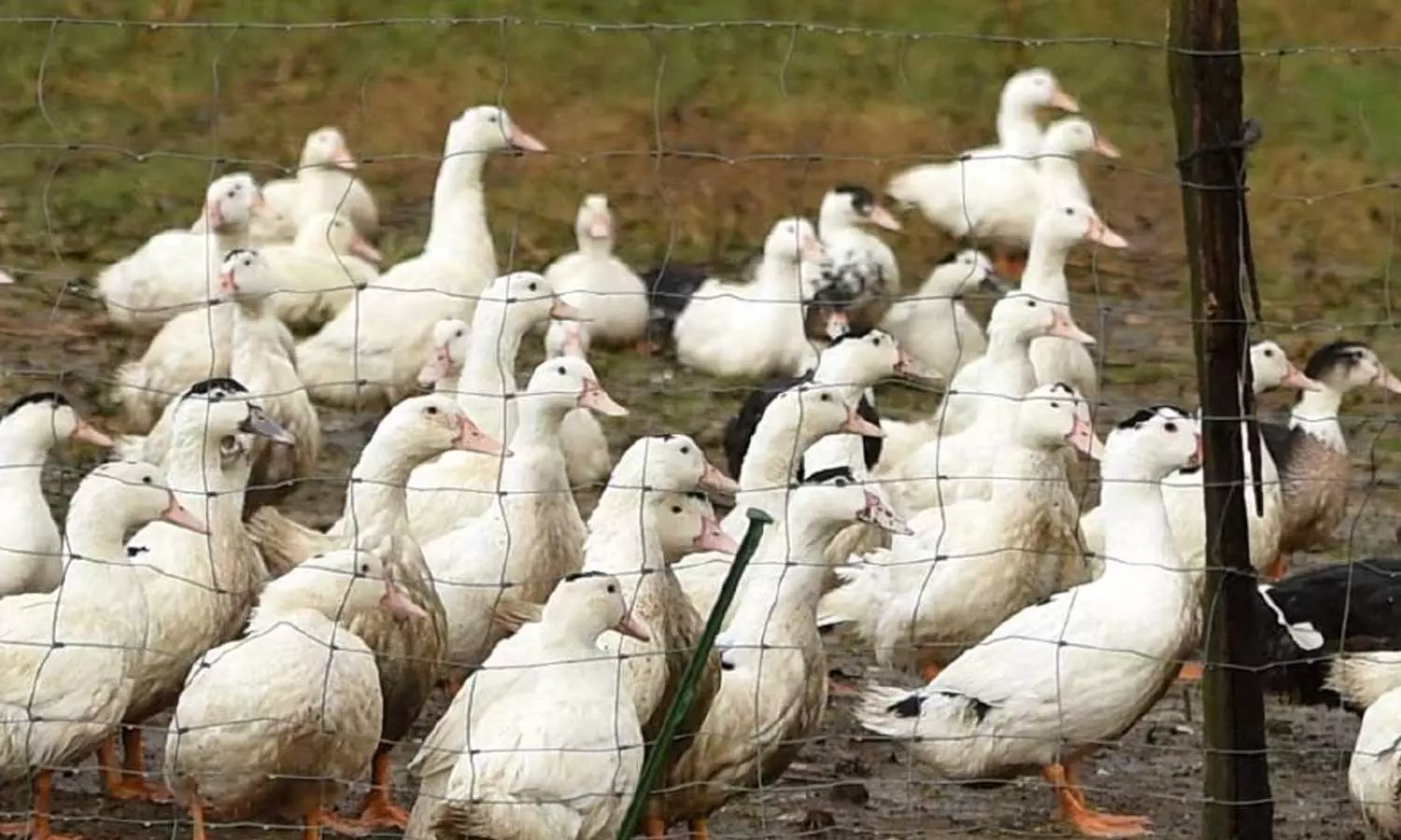 bird flu representative image bird flu representative image