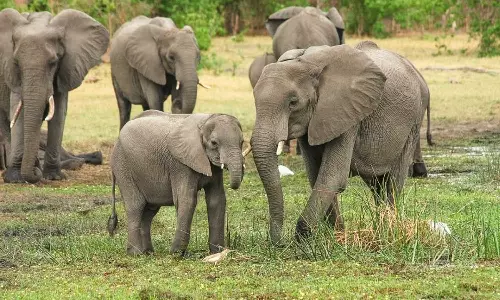 wild elephent representative image