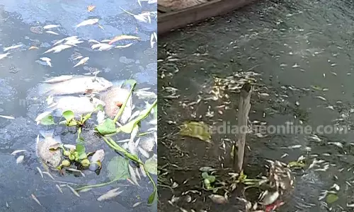 Fish died in mass in Periyar Fish died in mass in Periyar