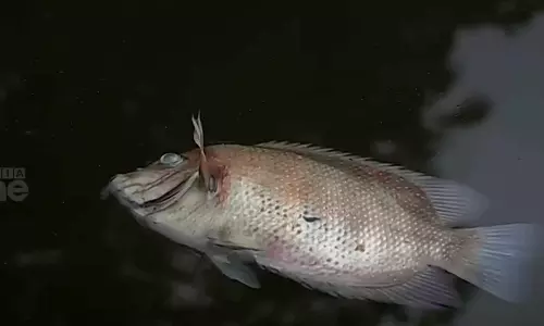 പെരിയാറിൽ മത്സ്യങ്ങൾ ചത്ത സംഭവം: വിശദ അന്വേഷണത്തിന് നിർദേശം