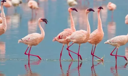 മുംബൈയിൽ വിമാനം ഇടിച്ച് 39 ഫ്ലമിങോ പക്ഷികൾ ചത്തു