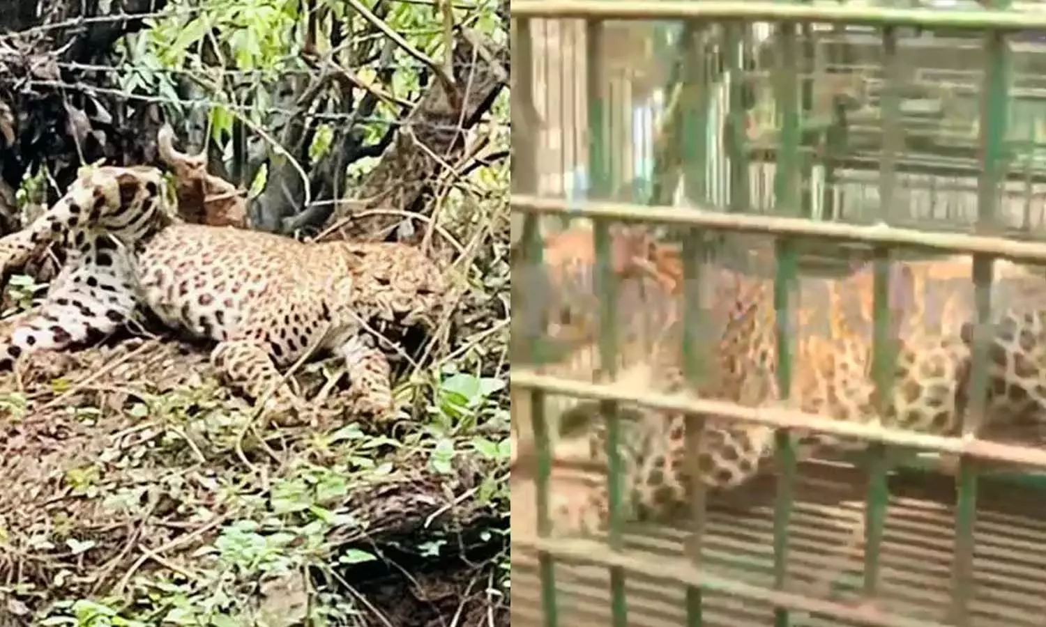 palakkad leopard palakkad leopard