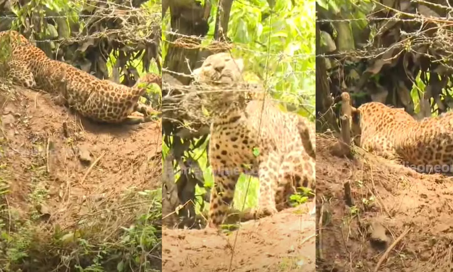 Tiger in Palakkad Kollangode Tiger in Palakkad Kollangode
