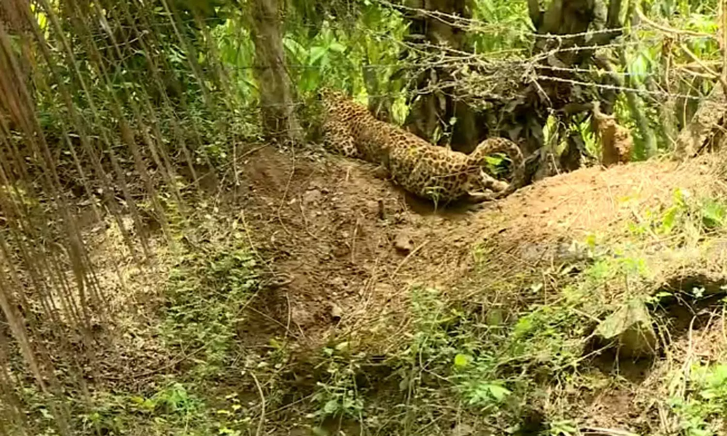 Leopard trapped in Kollengode