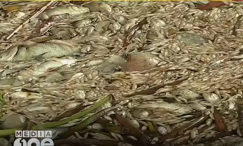 Protest against massive fish die off