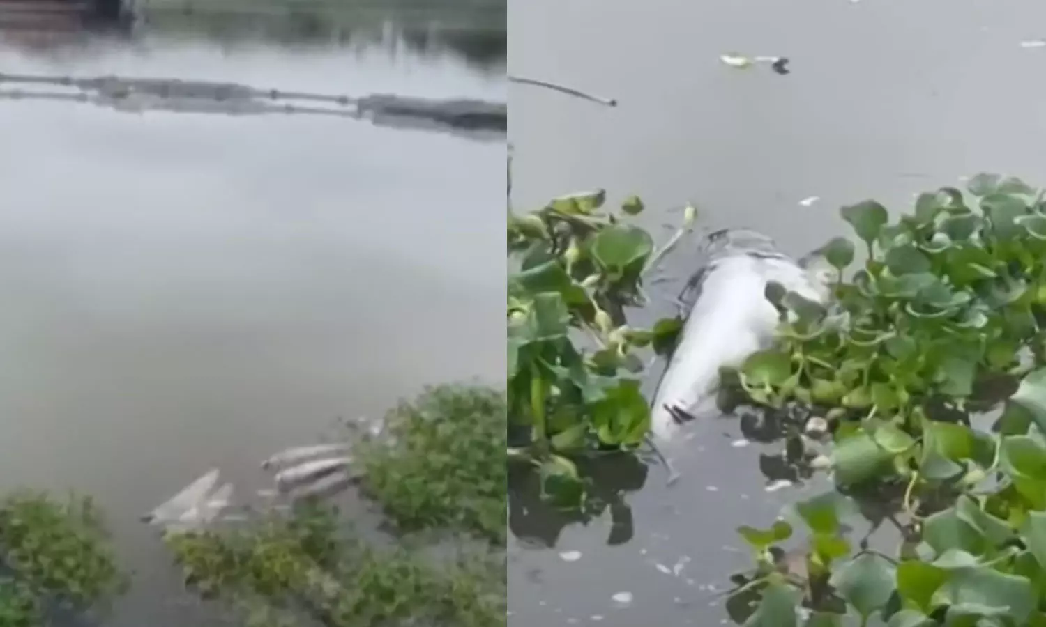 Kerala, Kochi,fishing industry, water, effluent release,Dead fish ,പെരിയാര്,മത്സ്യക്കുരുതി,പെരിയാറില് മീന് ചത്തുപൊന്തി, രാസമാലിന്യം Kerala, Kochi,fishing industry, water, effluent release,Dead fish ,പെരിയാര്,മത്സ്യക്കുരുതി,പെരിയാറില് മീന് ചത്തുപൊന്തി, രാസമാലിന്യം