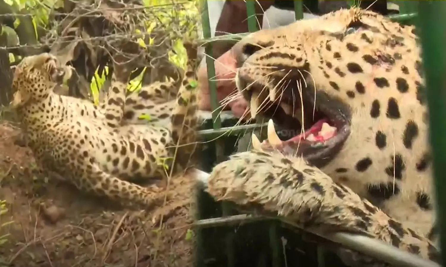 barbed wire,Kollengode,heart attack,latest malayalam news,കൊല്ലംങ്കോട്,പുലി ചത്തു,പാലക്കാട് പുലി ചത്തു,കൊല്ലങ്കോട് പുലി barbed wire,Kollengode,heart attack,latest malayalam news,കൊല്ലംങ്കോട്,പുലി ചത്തു,പാലക്കാട് പുലി ചത്തു,കൊല്ലങ്കോട് പുലി