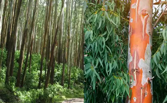 കേരളത്തിന്റെ വന മേഖലയില് യൂക്കാലിപ്റ്റസ്, അക്കേഷ്യ മരങ്ങള് കേരളത്തിന്റെ വന മേഖലയില് യൂക്കാലിപ്റ്റസ്, അക്കേഷ്യ മരങ്ങള്