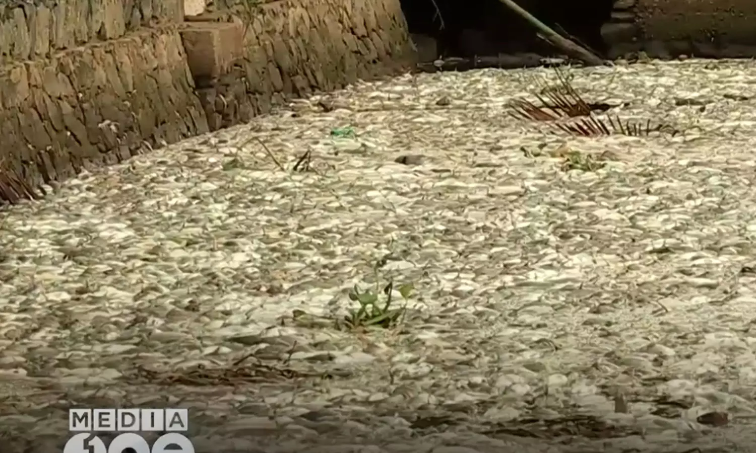 Periyar fish kill ,Periyar ,Chemical Pollution,Periyar River,പെരിയാര്‍,മത്സ്യക്കൂട്ടക്കുരുതി, പെരിയാര്‍ രാസമാലിന്യം