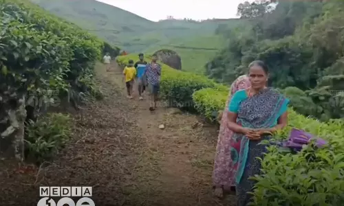 tiger kills two cows in munnar idukki