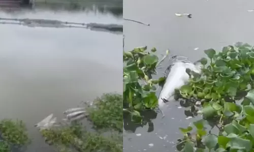 Kerala, Kochi,fishing industry, water, effluent release,Dead fish ,പെരിയാര്‍,മത്സ്യക്കുരുതി,പെരിയാറില്‍ മീന്‍ ചത്തുപൊന്തി, രാസമാലിന്യം
