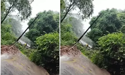 In Balussery, the tree fell down on the road