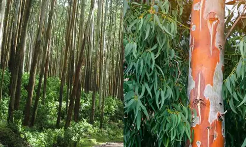 കേരളത്തിന്റെ വന മേഖലയില്‍ യൂക്കാലിപ്റ്റസ്, അക്കേഷ്യ മരങ്ങള്‍