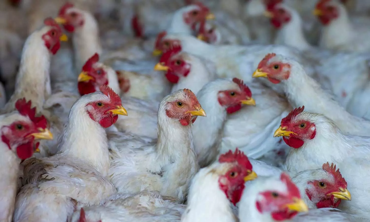 കോട്ടയത്ത് പക്ഷിപ്പനി സ്ഥിരീകരിച്ചു