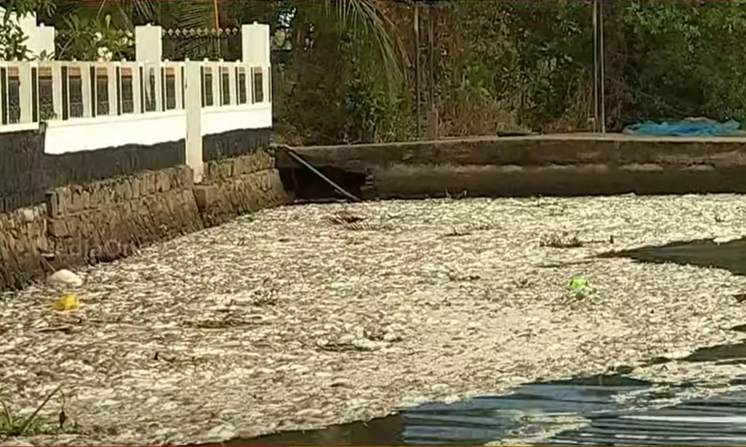 Periyar fish kill,Kerala,Periyar fish kill,Periyar River,Mass fish death in Periyar river,latest malayalam news,പെരിയാര്‍ മത്സക്കൂട്ടക്കുരുതി,പെരിയാര്‍,രാസമാലിന്യം കലര്‍ന്നു