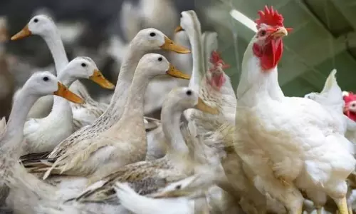 എന്താണ് പക്ഷിപ്പനി