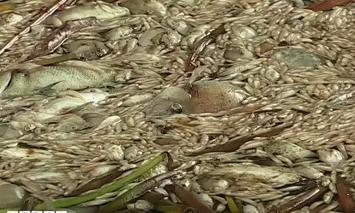 Fish farming in Periyar; The District Collector submitted the report,latestnews