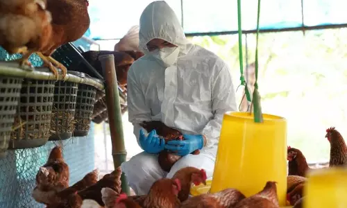 പക്ഷിപ്പനി: സർക്കാർ കോഴി വളർത്തൽ കേന്ദ്രത്തിലെ 9000 കോഴികളെ ഇന്ന് കൊല്ലും