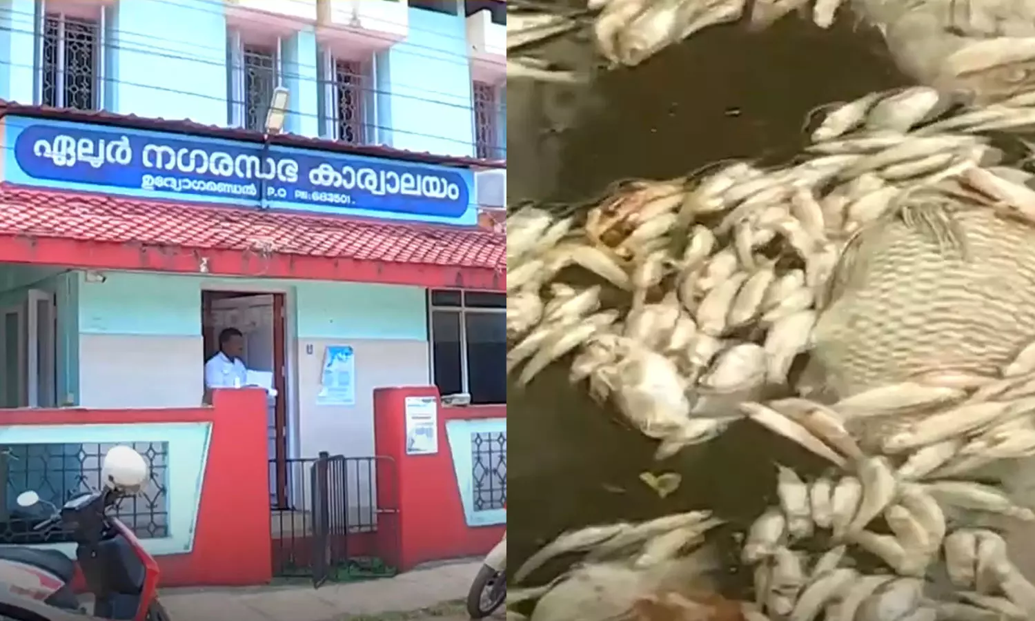 പെരിയാറിലെ മത്സ്യക്കുരുതി: വിചിത്ര നീക്കങ്ങളുമായി ഏലൂർ നഗരസഭ; മലിനീകരണ നിയന്ത്രണ ബോർഡിന് നോട്ടീസ് നല്കിയ നടപടി സംശയാസ്പദം പെരിയാറിലെ മത്സ്യക്കുരുതി: വിചിത്ര നീക്കങ്ങളുമായി ഏലൂർ നഗരസഭ; മലിനീകരണ നിയന്ത്രണ ബോർഡിന് നോട്ടീസ് നല്കിയ നടപടി സംശയാസ്പദം
