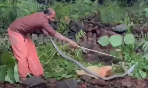 Snake caught in Thrissur