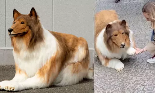 Dog man,dog man japan.Japanese man who turned himself into a dog,Japanese dog man,നായമനുഷ്യന്,ടോക്കോ,നായയുടെ വേഷം ധരിച്ച് ടോക്കോ,ജപ്പാന് Dog man,dog man japan.Japanese man who turned himself into a dog,Japanese dog man,നായമനുഷ്യന്,ടോക്കോ,നായയുടെ വേഷം ധരിച്ച് ടോക്കോ,ജപ്പാന്