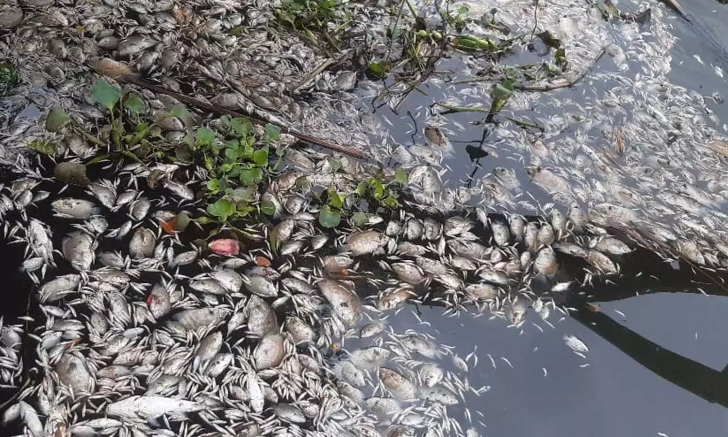 chemical pollution in Periyar,, Periyar mass fish death, Case registered against the company Cee Jee Lubricant, Edayar, which dumped chemical waste in Periyar