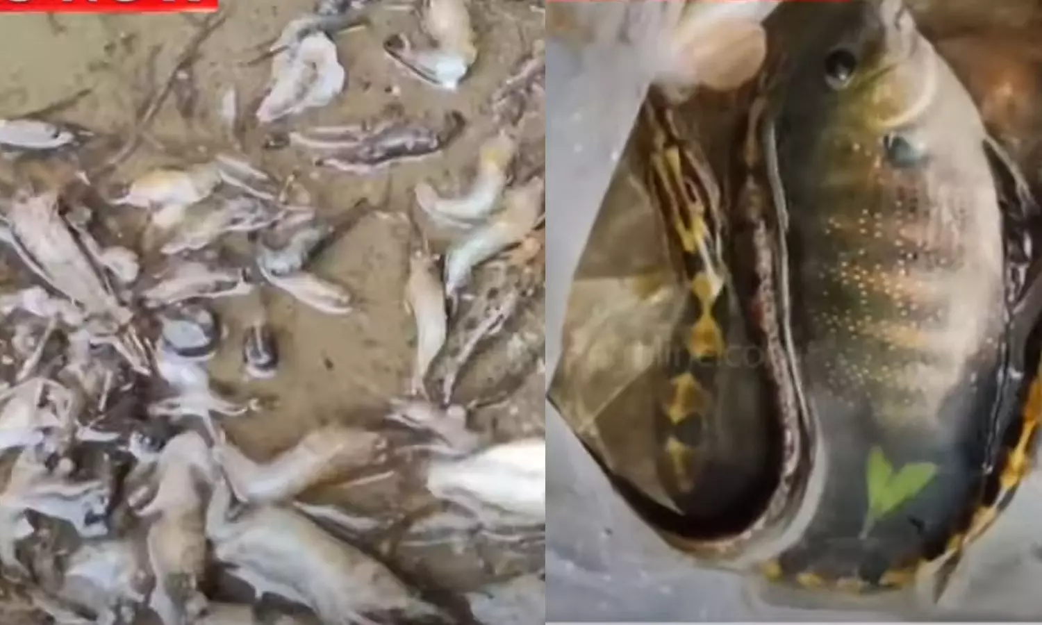 Muttar river Muttar river