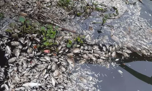 chemical pollution in Periyar,, Periyar mass fish death, Case registered against the company Cee Jee Lubricant, Edayar, which dumped chemical waste in Periyar